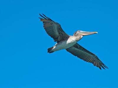 Pelican_9046408-01.jpg