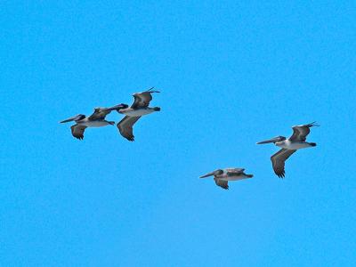 Pelicans_A088401-02 8x6c.jpg
