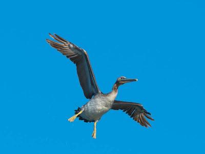 Pelicans_A218812-01.jpg