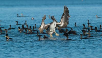 Pelicans_A218800-01.jpg
