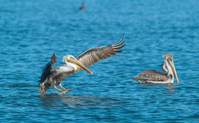 Pelican_A218777-01.jpg