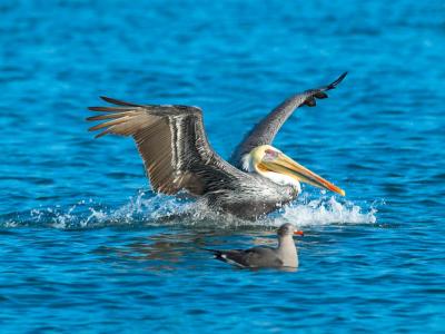 Pelican_A218778-02.jpg
