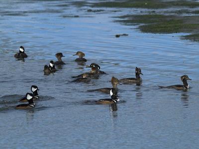 Hooded Mergansers _A279004-0.jpg