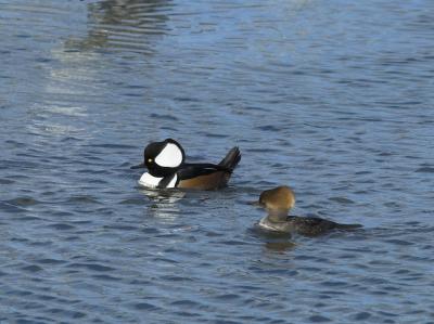 Hooded Mergansers _A279011-0.jpg