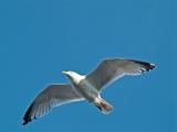 Gull _6070149-01JP.jpg