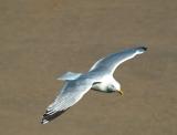 Siberian Herring Gull_6252216-01.jpg