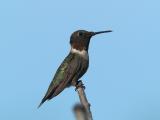 Male Ruby-throated Humming Bird_8196049-01.jpg