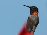 Male Ruby-throated Humming Bird_8196060-02.jpg