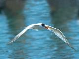 Elegant Tern _9126744-01.jpg