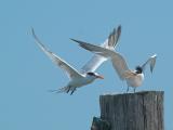 Elegant Terns _9126785-01.jpg