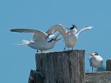 Elegant Terns _9126786-01.jpg