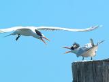 Elegant Terns _9126787-01.jpg