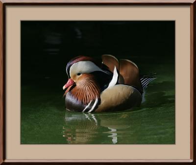 Mandarin Duck #1