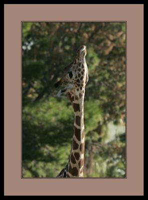 Very Wealthy Giraffe