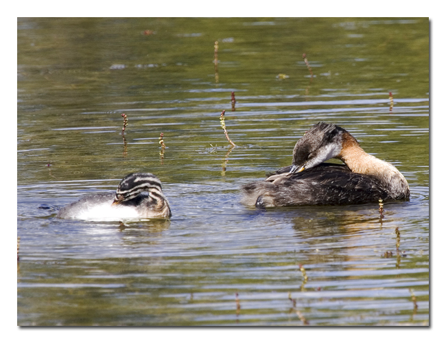 Red-necked Grebe 3.jpg