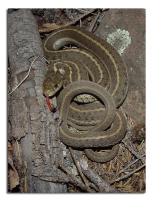 Garter Snake 2.jpg