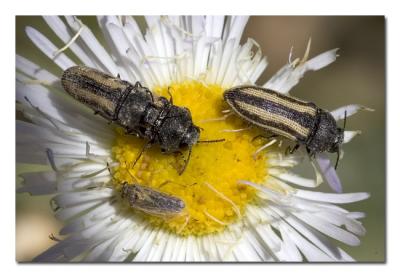 Bugs on Fleabane.jpg