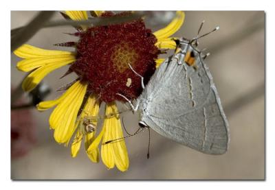 Crab spider and Grey Hairstreak.jpg