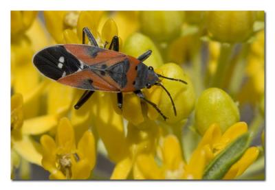 Milkweed Bug.jpg