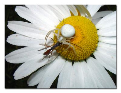 Crab Spider Eating Wasp.jpg