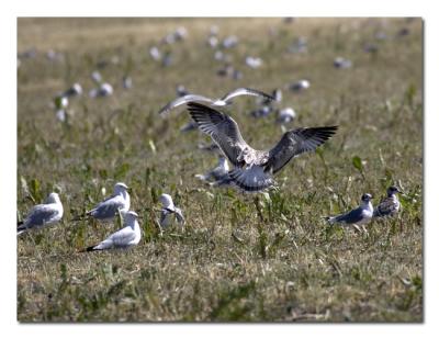 Field of Gulls.jpg
