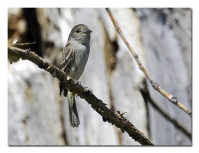 Hammonds Flycatcher 1.jpg