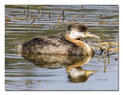 Red-necked Grebe 1.jpg