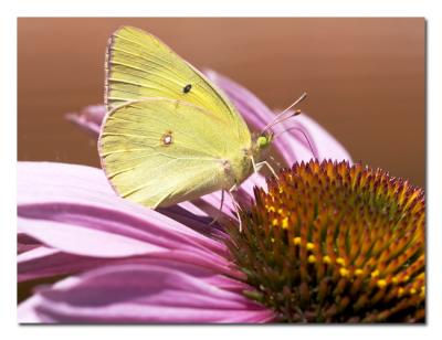 Sulphur Butterfly.jpg