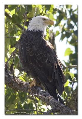 Bald Eagle 2.jpg