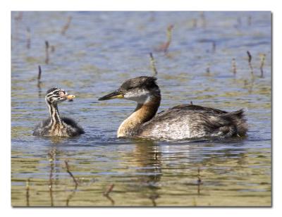 v3/76/489076/3/47469923.RedneckedGrebe2.jpg