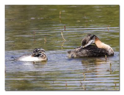 v3/76/489076/3/47469927.RedneckedGrebe3.jpg