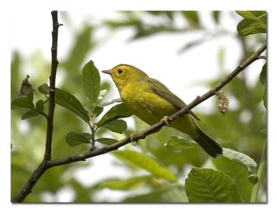 v3/76/489076/3/47469935.WilsonsWarbler.jpg