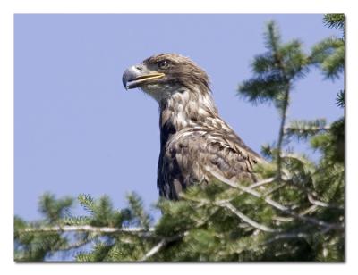 v3/76/489076/3/47470751.ImmatureEagle.jpg