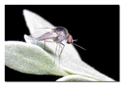 Humpback Fly.jpg