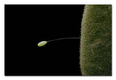 Lace Wing Egg.jpg