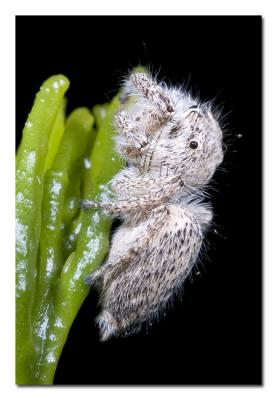Jumping Spider.jpg