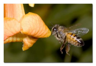 Honey Bee Flying.jpg