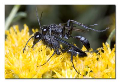 Wasp Pair.jpg
