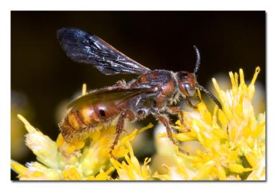Red Wasp.jpg