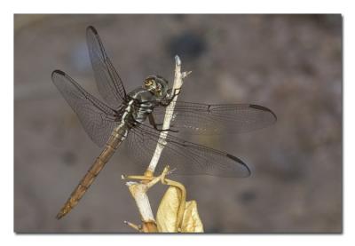 Brown Dragonfly.jpg