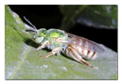 Leaf Cutter Bee.jpg