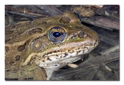 Frog.jpg
