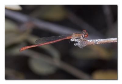 Red Damselfly.jpg