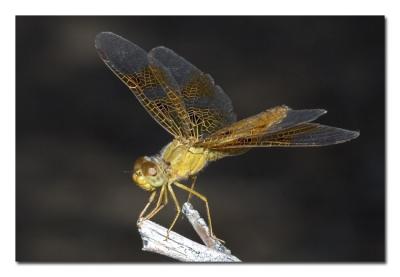 Yellow Dragonfly 1.jpg