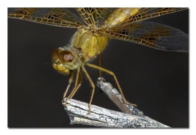 Yellow Dragonfly.jpg
