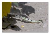 Lizard Eating Caterpillar.jpg