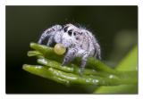Jumping Spider Eating Swallowtail Egg.jpg