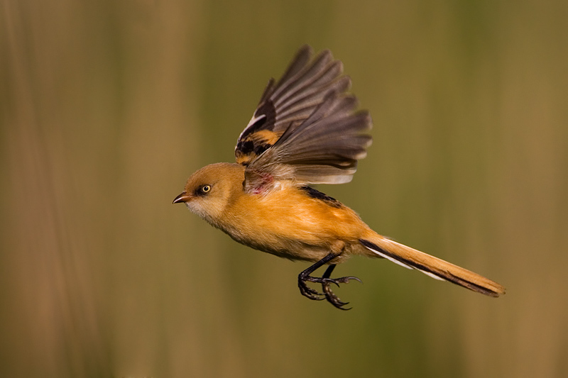 Bearded Reedling (Bearded Tit)