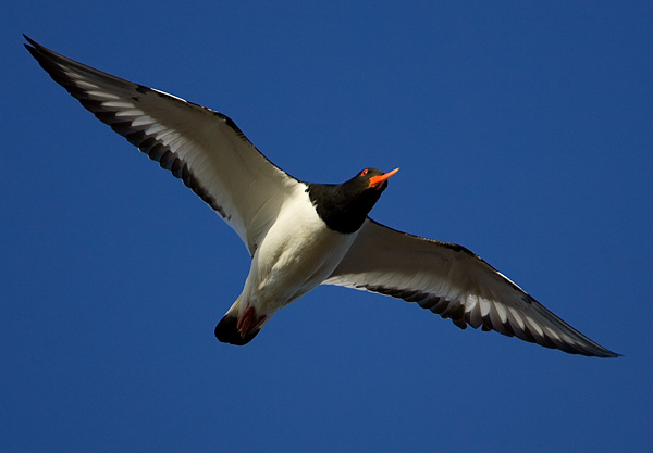 Eurasian Oystercatcher