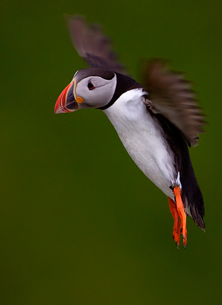 Atlantic Puffin